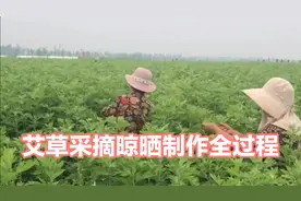 艾草浑身都是宝，采摘晾晒制作艾条全过程，赶紧收藏起来吧视频封面