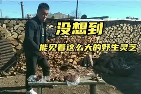 用实物教大家辨认野生灵芝与人工种植灵芝。