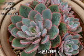 这9款好看好养的莲花座形多肉随便虐，很适合初入肉坑的花友