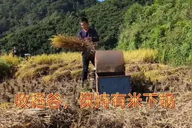 收割杂交水稻保持有米下锅，袁爷爷发明的杂交水稻就是好。视频封面