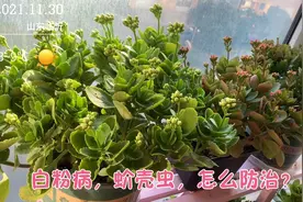 室内养长寿花，容易得白粉病，长蚧壳虫，该怎么防治呢？视频封面