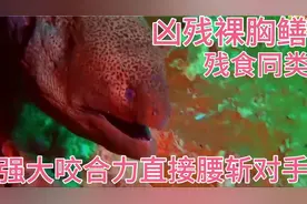 凶残的裸胸鳝残食同类，强大咬合力直接将对手一分为二点纹裸胸鳝视频封面