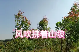 阳光缓缓地照耀着田野，风轻轻地吹，你慢慢地听《风吹拂着山坡》