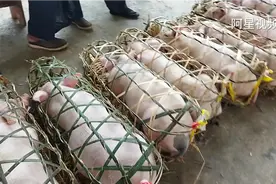 我们这边五六十斤的猪仔，650块钱一只，贵了还是便宜视频封面