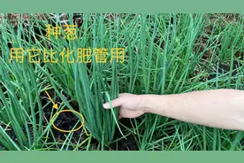 种植小葱的妙招，只需用厨房的草木灰，小葱长得大丛还防虫害