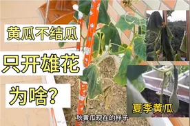 秋黄瓜只开花不结瓜什么原因？怎么补救？3点实践经验分享视频封面
