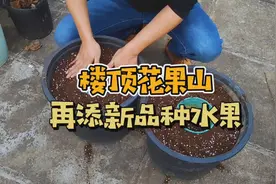 收到朋友邮来2棵果树，猜猜是什么品种，教你“裸根”移栽小窍门视频封面