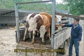 400多斤的小公牛能卖多少钱？借机帮朋友买2头，能当种牛的那种视频封面