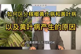 槟榔黄叶病产生的原因，以及如何区分黄化病和黄叶病？视频封面