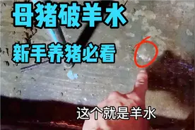 母猪破羊水半小时必产子，实拍母猪产子过程，不血腥但不喜勿点进