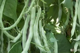 种植豆角一定记住这三个方法，一茬一茬摘不完，要不落花又落荚视频封面