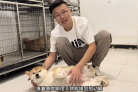 小柴犬第一次怀孕，躺在地上一脸舒服的享受主人的抚摸，太可爱了视频封面