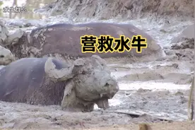 营救陷在泥潭中的水牛，这水牛刚上岸就开始攻击救它的人