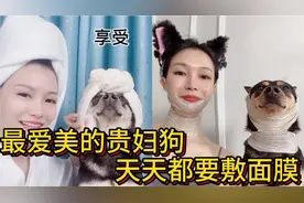 最爱美的贵妇狗，每天都要敷面膜，不敷就生气，比小仙女还精致！