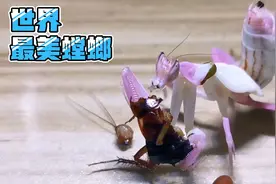 全世界最美的螳螂，长的像花一样！活捉大蟑螂喂它，吃得真香！