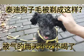 泰迪狗子剃毛之后像个怪物！气的两天不吃不喝！这样子还有救吗？视频封面