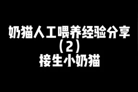 奶猫人工喂养经验分享（2）接生小奶猫