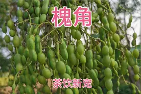 在农村或城市到处都能看到的槐角用途真大，可惜很多人却不知道