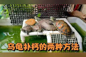 晒太阳对乌龟有哪些好处？如何安全的给龟补钙？实用分享两种方法视频封面