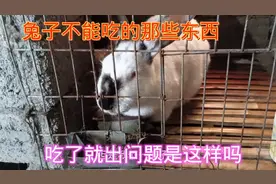 兔子不能吃那些东西，吃了就出问题？听听阿军怎么说