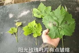 4分钟详解阳光玫瑰葡萄叶片特点，记住2大特征，1秒就能辩真假！视频封面