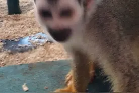 郑州银基动物王国视频封面