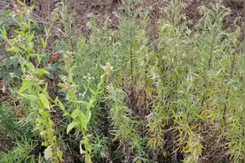 为啥除草剂打的半死不活的草补打很难打死，该怎么处理视频封面