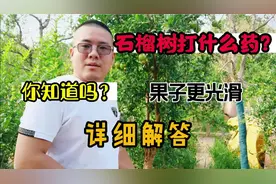 石榴树打什么药？不生虫，果子更光滑，你知道吗？详细解答视频封面