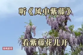 成都新都区芳华微马公园几百亩紫藤花盛情绽放中……视频封面