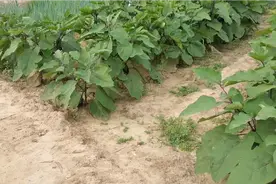 7月份，北方菜园里的常见蔬菜，自己种的吃着好吃又放心视频封面