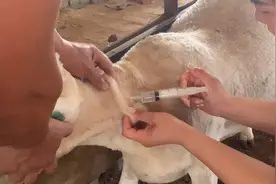 怀孕母羊发烧高烧或者低烧，一针轻松解决