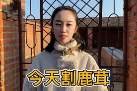 三国边境小城养殖梅花鹿，割鹿茸的全过程你见过吗？一起来看看视频封面