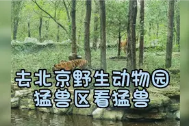 去北京野生动物园吧，4A级景区，坐观光车近距离感受猛兽，好惊险视频封面