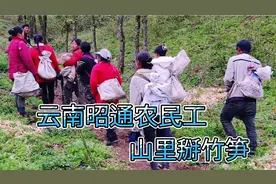 实拍云南昭通农村，三四月份掰竹笋这么热闹视频封面