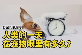 人类的一天等于宠物的36小时？不同动物对时间的感知