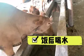 饭后来喂水，牛牛们真能喝，这一天可不止八杯水啊！视频封面