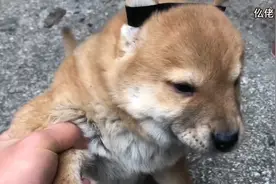 村口大黄的独生子，体型很大，性格非常棒，颜值更是超过他狗爸