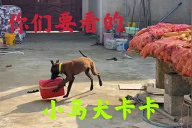 一个月前库存视频，小马犬卡卡长大了，特调皮又不听话，怎么办