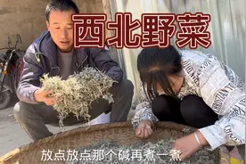 鹿角菜，西北人的开胃菜，90后都不一定认识，凉拌下酒美的很！