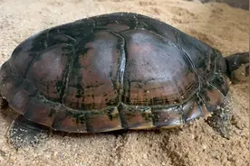 当初超万元一只的国家二级保护动物——石金钱龟，现在无人问津。视频封面