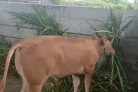 广东省湛江市廉江市横山镇下乙槽牛市视频封面