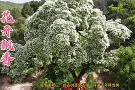 济南彩石捎近村降龙树花开飘香，全国唯一存活千年降龙树视频封面