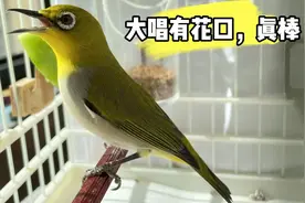 漂亮绣眼鸟稳当善鸣，大唱几十口，花口还能学雀噪燕鸣，真不赖