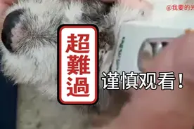 慎入！给狗狗拔除身上的蜱虫！！！