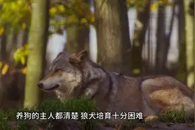 东北最出名的三类狼犬，名气不弱于德牧，第三种仅存数千只