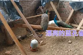 孔雀迟迟不下蛋，让孔雀吃黑水虻补补蛋白，这样会不会就能产蛋呢