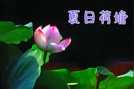 夏日荷塘，听音乐静心欣赏荷花和莲花 张张精选敬请欣赏。视频封面