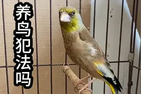 养鸟犯法吗？养鸟是违法还是犯罪？进来听听这位博主怎么说的？视频封面