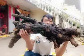 山木香生桩种植教程，简单5步，大大提高成活率。视频封面