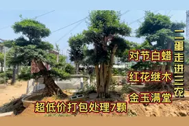 今年“风景树”行业低迷，刘哥无奈35000打包处理7颗景观树，超值视频封面